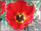 foto Fiori